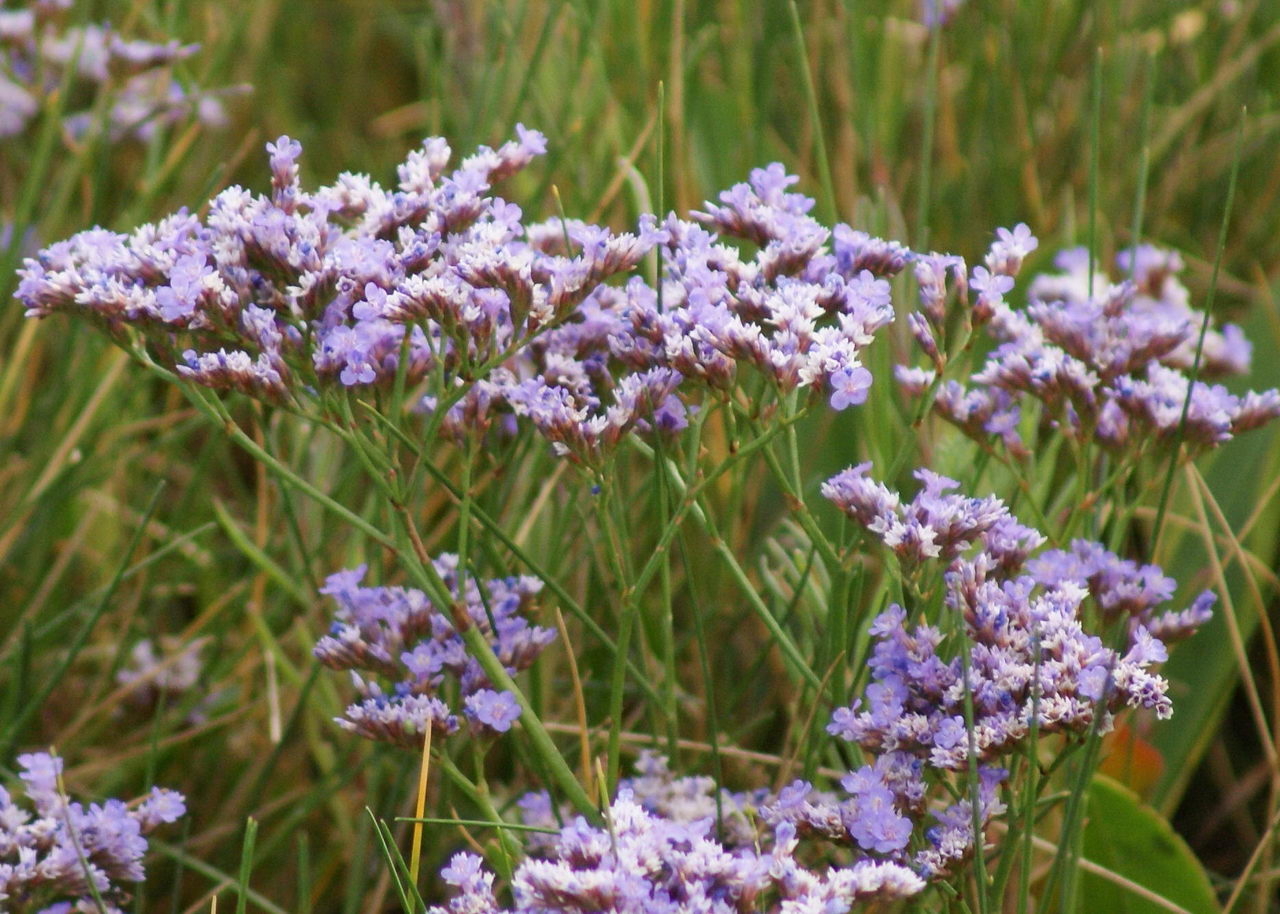 sea lavender